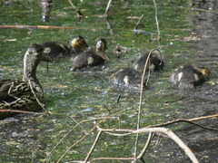 Anas platyrhynchos