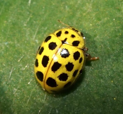 22-spot Ladybird
