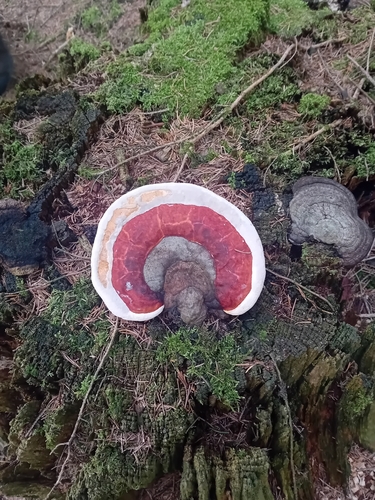 Red-banded Polypore