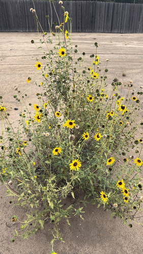 prairie sunflower