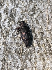 Chrysobothris affinis