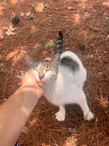 Domestic Cat