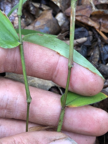 Dichanthelium boscii, photograph 3