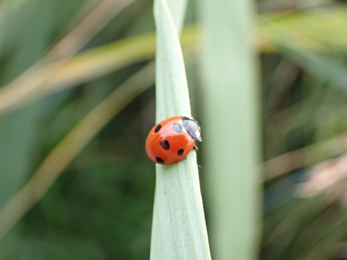 Seven-spotted Lady Beetle