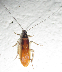 Supella dimidiata