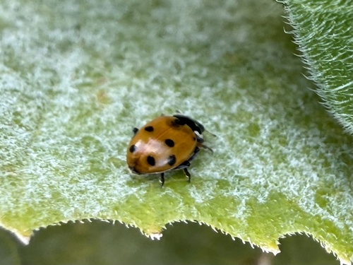 Variegated Lady Beetle