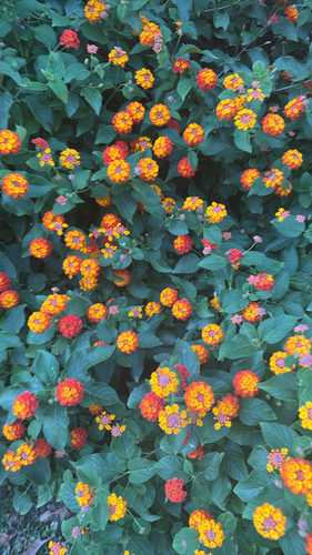 Lantana