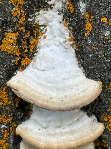 Trichaptum subchartaceum