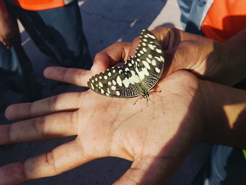 Lime Swallowtail