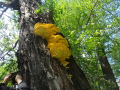 Laetiporus sulphureus