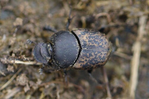 Onthophagus fracticornis
