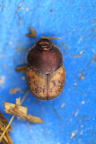 metallic horned dung beetle