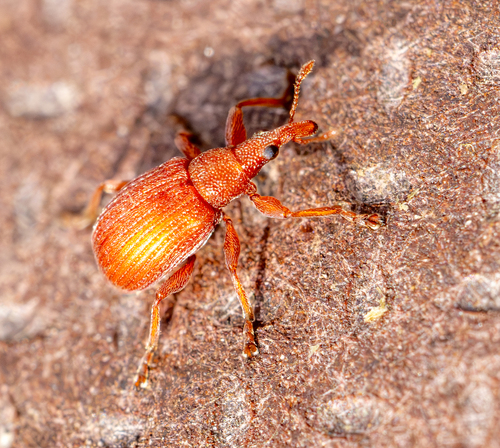 Apion frumentarium