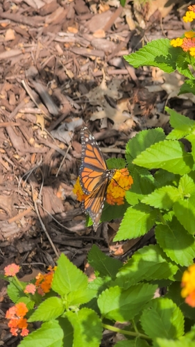 Monarch