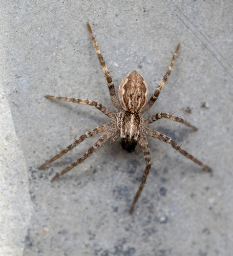 European Nursery Web spider