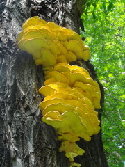 Laetiporus sulphureus