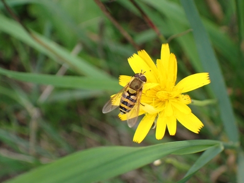 Common Flower Flies