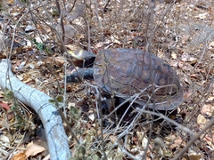 Rhinoclemmys rubida rubida