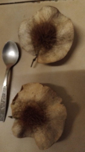 kiaat