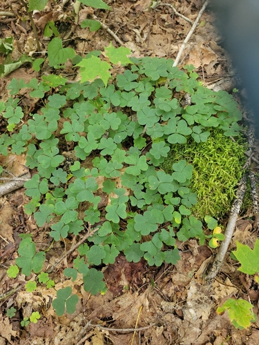 mountain woodsorrel