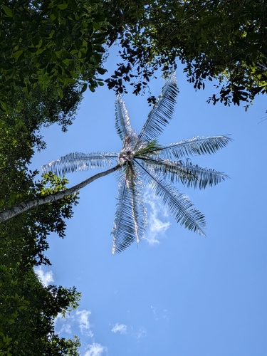 Euterpe oleracea