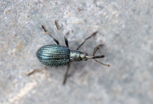 White Clover Weevil