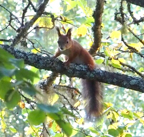 Eurasian Red Squirrel