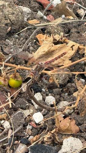Variegated Meadowhawk