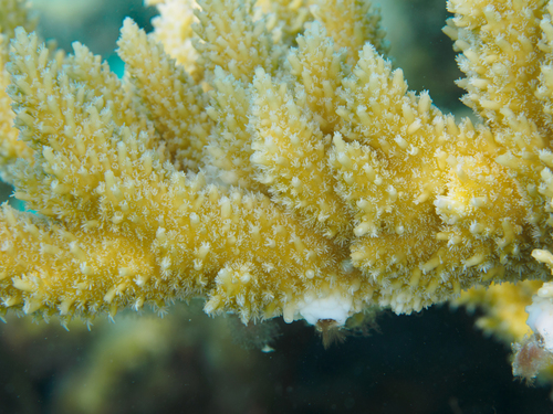 Acropora abrotanoides observed 2026-09-11