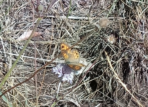 Wall Brown
