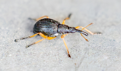 Protapion fulvipes