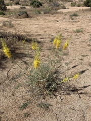 Stanleya pinnata