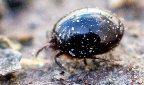 Euzetes globulus