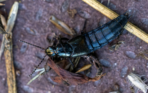 Philonthus cognatus