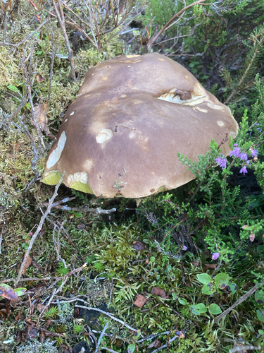 King Bolete