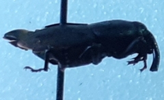 Sphenophorus parvulus