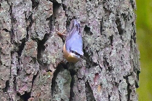 Eurasian Nuthatch