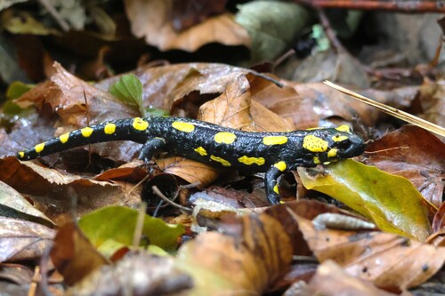 Fire Salamander