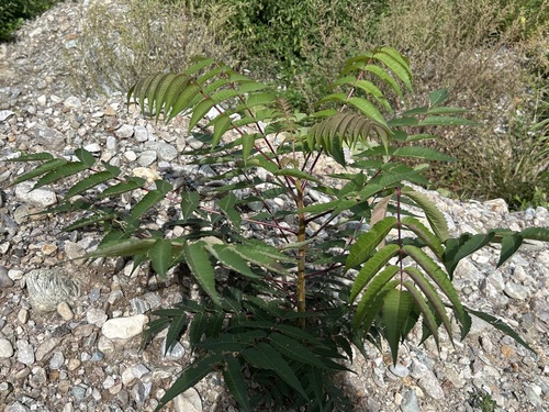 staghorn sumac