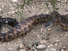 Pantherophis obsoletus