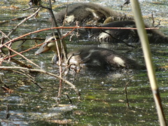 Anas platyrhynchos