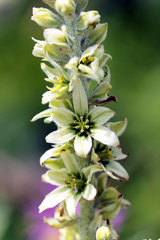 Veratrum album, photograph (c) Wolfgang Ahlmer, some rights reserved (CC BY)
