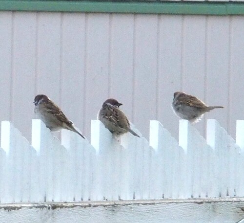 Eurasian Tree Sparrow
