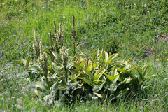 Veratrum album