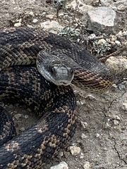 Pantherophis obsoletus
