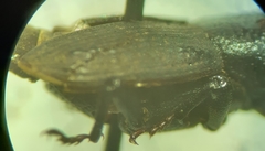 Sphenophorus parvulus