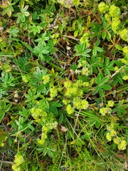 Alchemilla alpina, photograph author not stated, no rights reserved