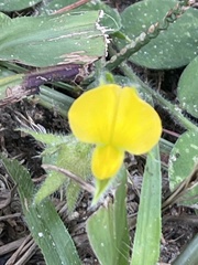 Crotalaria rotundifolia