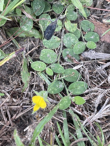 Crotalaria rotundifolia, photograph 2