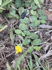 Crotalaria rotundifolia, photograph author not stated, no rights reserved